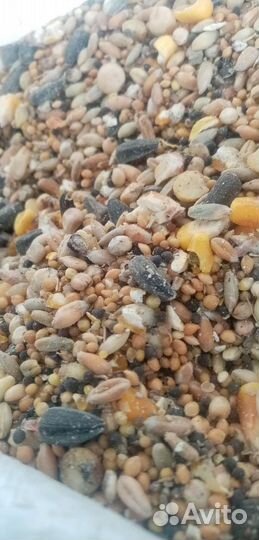 Кукуруза зерносмесь пшено корм для голубей