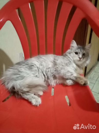 Кошка