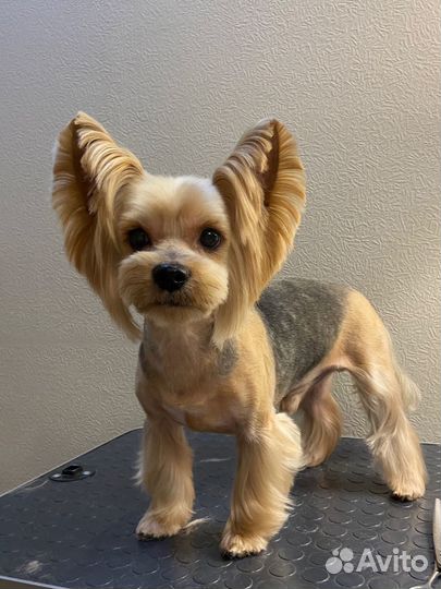 Стрижка собак