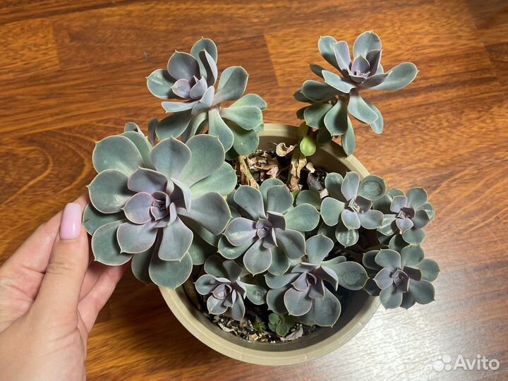 Суккуленты