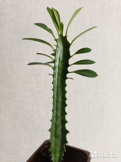 Молочай трехгранный