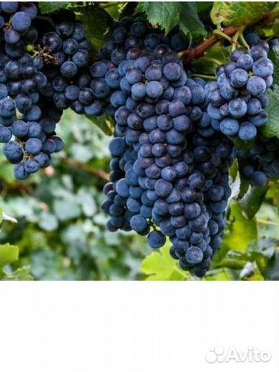 Саженцы винограда
