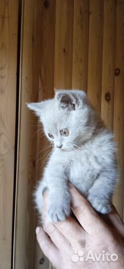 Котенок британец