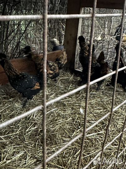 Павловские куры