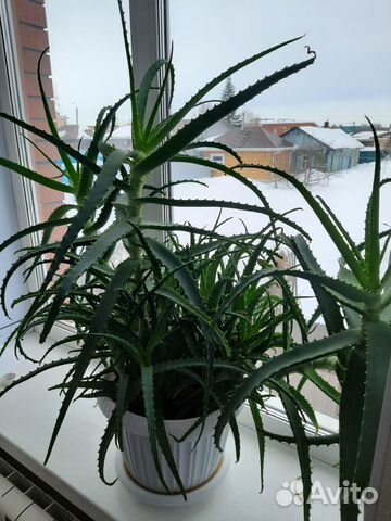 Алоэ стволы для срезки