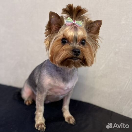 Йоркширский терьер щенки