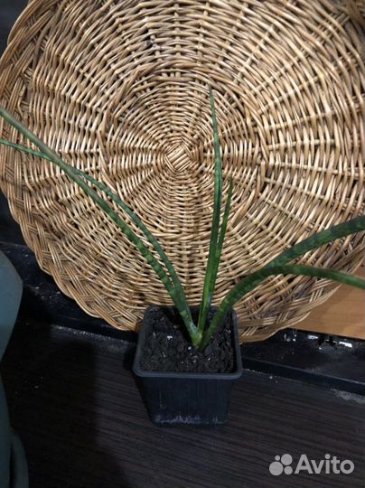 Сансевиерия цилиндрика