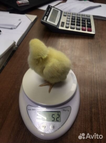 Суточная птица