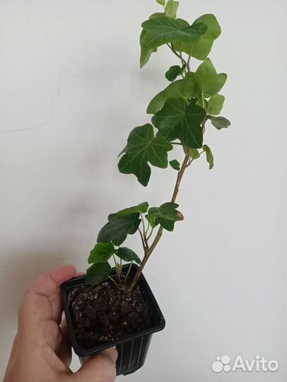 Комнатные растения