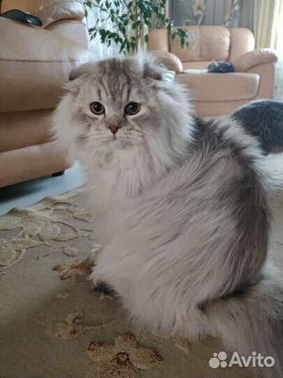 Шотландский кот вязка