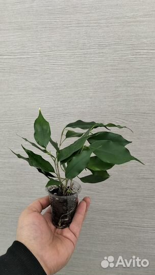 Фикус бенджамина