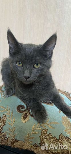 Спасённый котёнок ищет дом