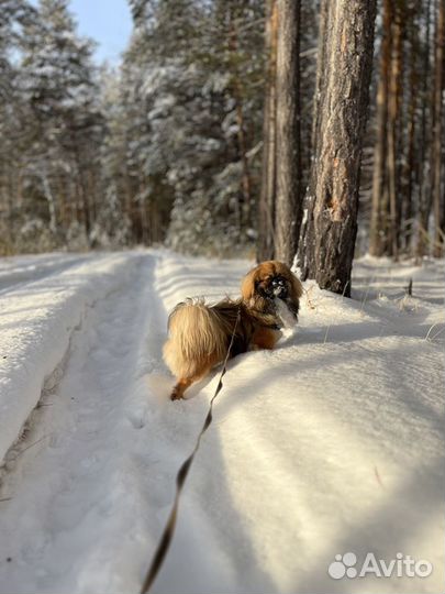 Вязка пекинес