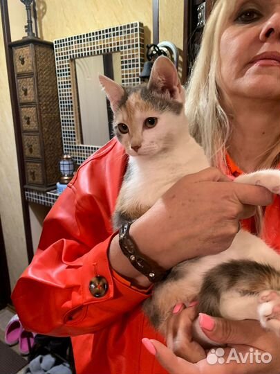 Отдам котёнка в добрые руки