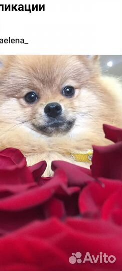 Щенки шпица