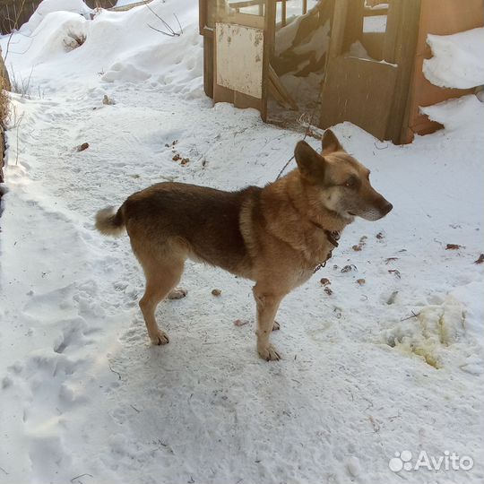 Собака в добрые руки