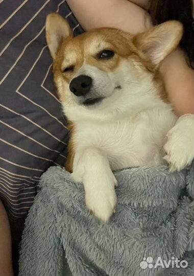 Вельш-корги пемброк девочка