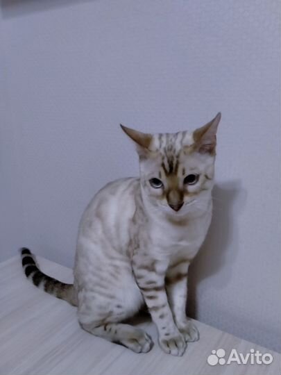 Котик бенгал в дар