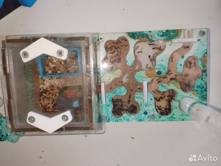 Муравьиная ферма с муравьями