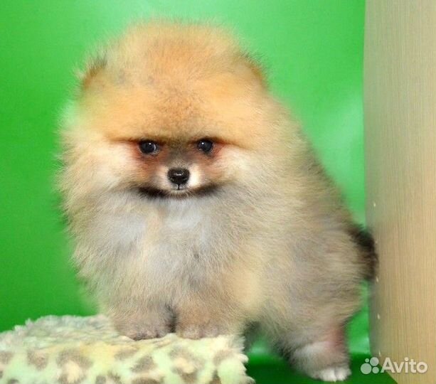 Померанский шпиц,медвежата разных окрасов