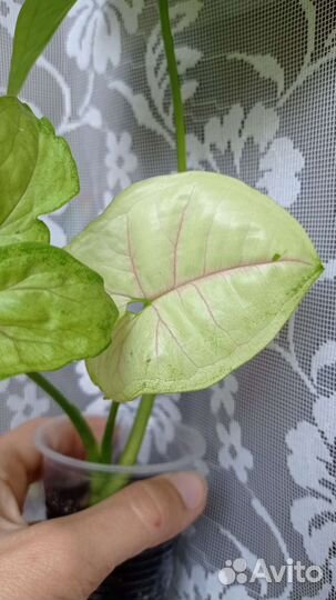 Сингониум Манго Аллюжен