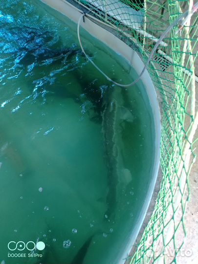 Маточное стадо бестера