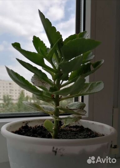 Каланхоэ