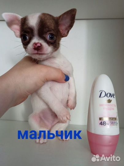 Щенки чихуахуа мини