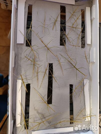 Аннамские палочники