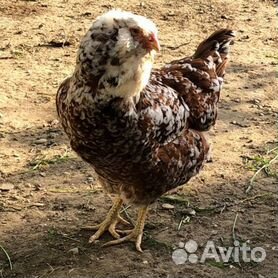 Описание породы кур Орловская ситцевая