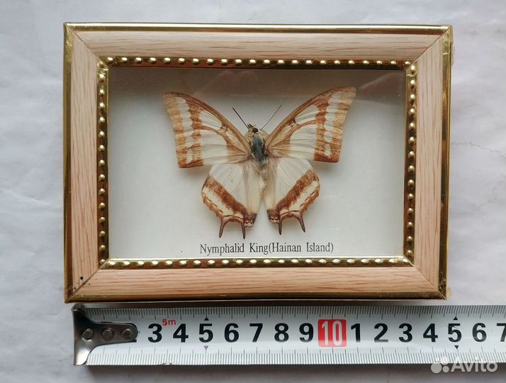 Бабочка в рамке под стеклом Nymphalid King 15х10см