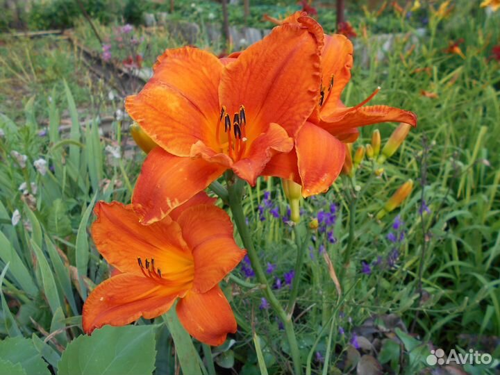 Растения цветы