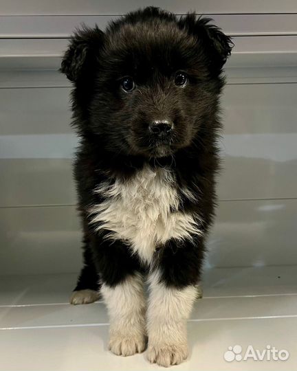 Щенок в добрые руки бесплатно девочка