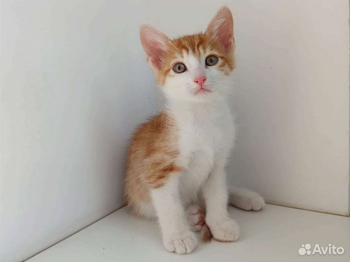 Котенок рыжий