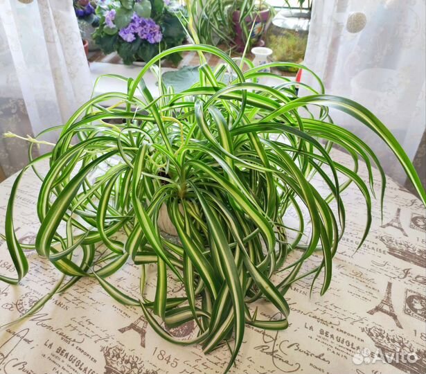 Хлорофитум Бонни. Взрослое ухоженные растение