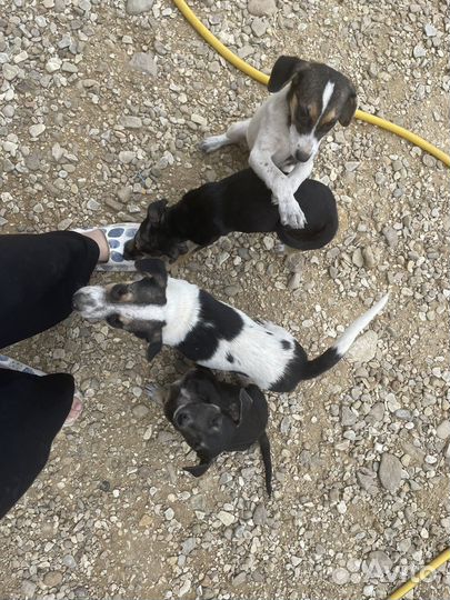 Отдаю в добрые руки щенков