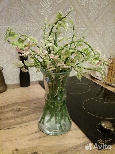 Фикус/педилантус/каланхоэ/сансивиерия/Драцена