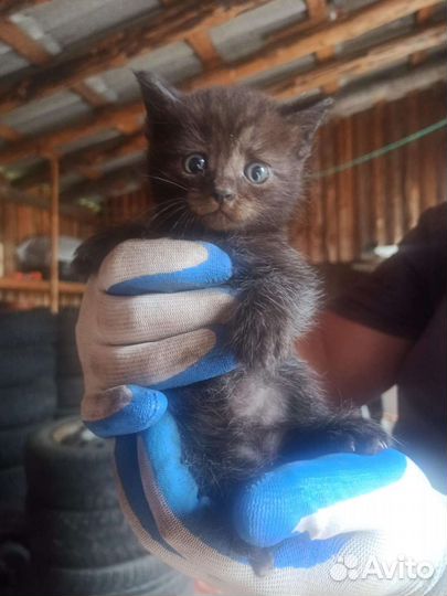 Котята