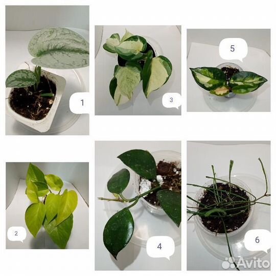 Комнатные растения цветы