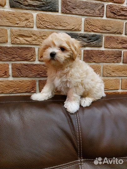 Мальтези.девочка