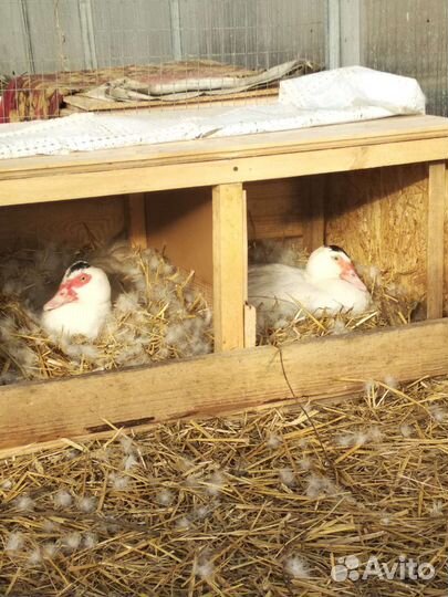 Утята мускусные тяжёлой французской линии