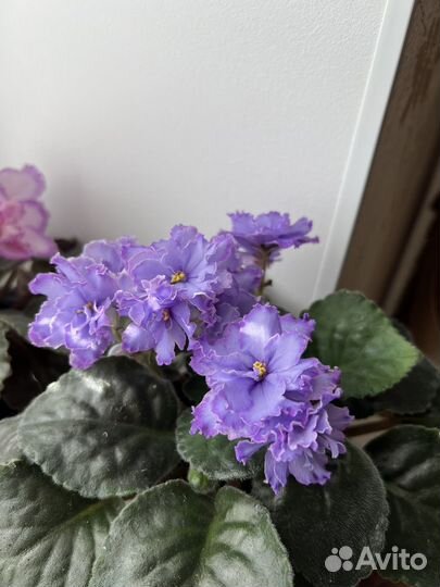 Листья фиалок