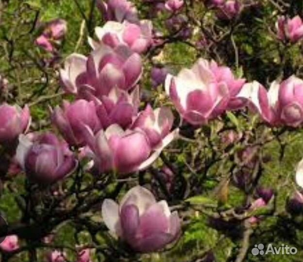 Магнолия Coastеs(котес)