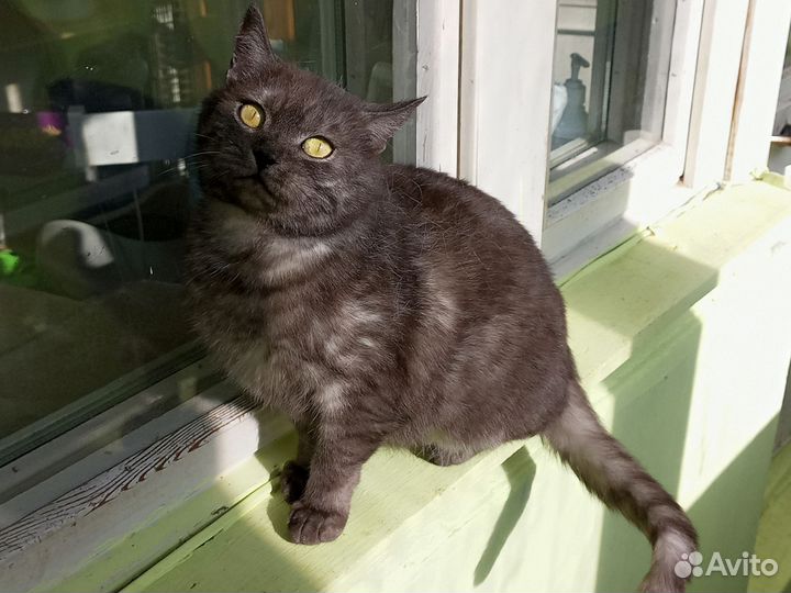 Кошка британка