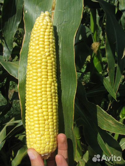 Семена Кукурузы 