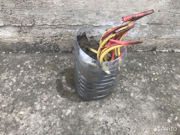 Саженцы кувшинка (нимфея) водная лилия