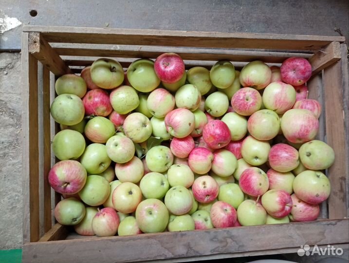 Яблоки