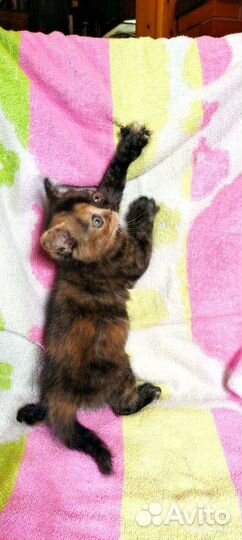 Шотландская кошечка