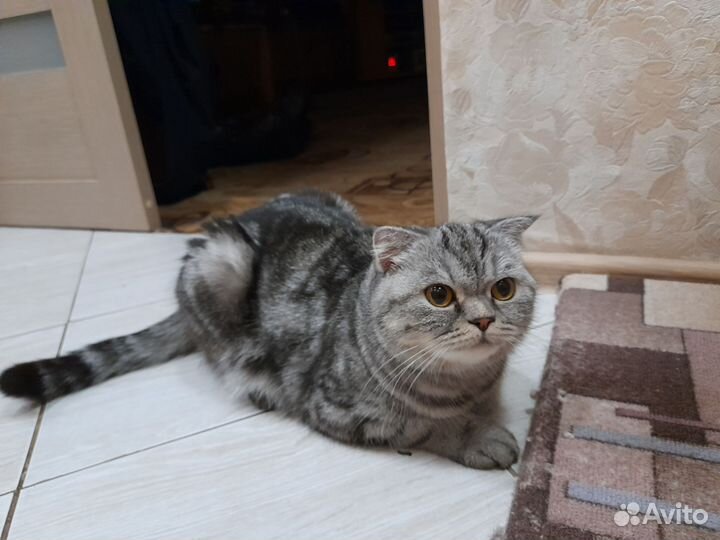 Шотландская вислоухая