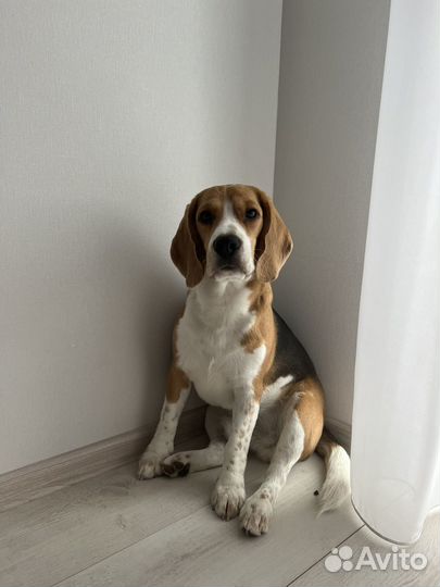 Бигль вязка